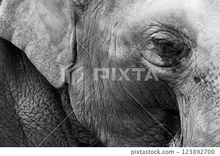 京都市動物園拍攝的可愛迷人的亞洲象 京都市動物園拍攝的可愛迷人的亞洲象 123892700