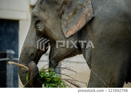 A cute and charming Asian elephant photographed at Kyoto City Zoo 123892706