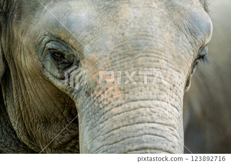 A cute and charming Asian elephant photographed at Kyoto City Zoo A cute and charming Asian elephant photographed at Kyoto City Zoo 123892716