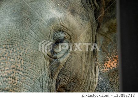 京都市動物園拍攝的可愛迷人的亞洲象 123892718