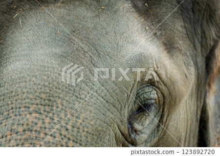 A cute and charming Asian elephant photographed at Kyoto City Zoo A cute and charming Asian elephant photographed at Kyoto City Zoo 123892720