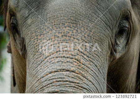 京都市動物園拍攝的可愛迷人的亞洲象 123892721