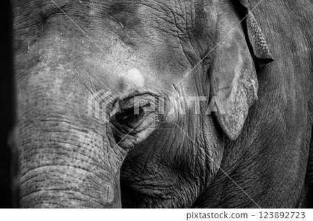 A cute and charming Asian elephant photographed at Kyoto City Zoo A cute and charming Asian elephant photographed at Kyoto City Zoo 123892723