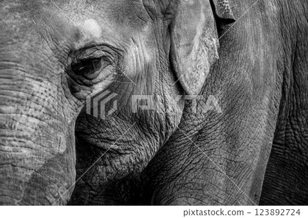 京都市動物園拍攝的可愛迷人的亞洲象 123892724