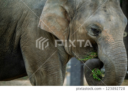 京都市動物園拍攝的可愛迷人的亞洲象 京都市動物園拍攝的可愛迷人的亞洲象 123892728