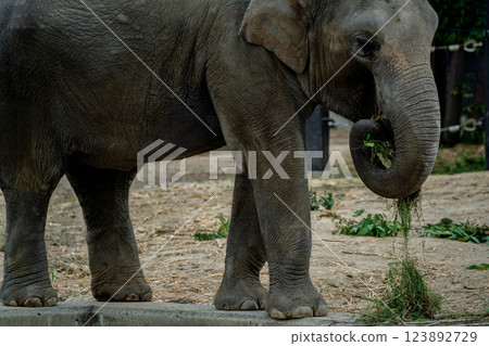 A cute and charming Asian elephant photographed at Kyoto City Zoo 123892729