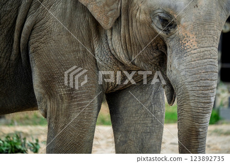 京都市動物園拍攝的可愛迷人的亞洲象 123892735