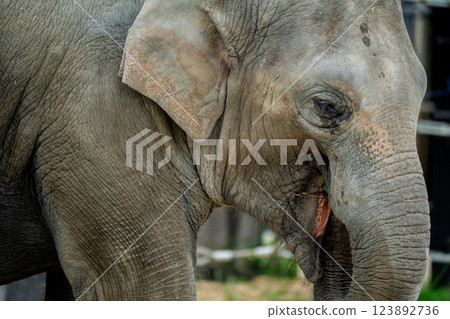 京都市動物園拍攝的可愛迷人的亞洲象 123892736