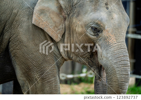 京都市動物園拍攝的可愛迷人的亞洲象 123892737