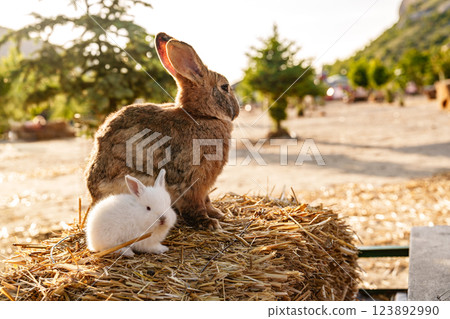 Two rabbits enjoying a sunny afternoon on a straw bale in a peaceful rural setting 123892990