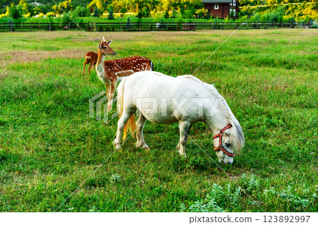 Horses and deer grazing together in a lush green field on a sunny day in the countryside 123892997