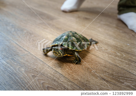 Turtle explores a living room floor as family members engage in indoor activities 123892999