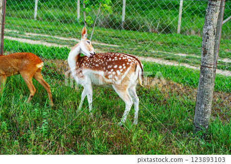Spotted deer grazing peacefully in a green pasture near a fence during daylight hours 123893103