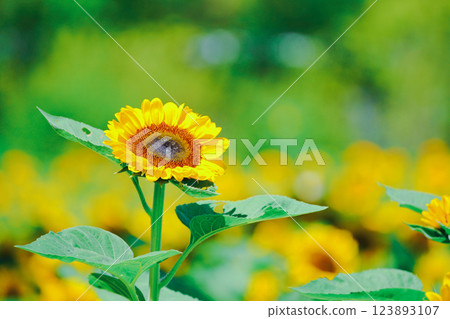 Photographing sunflowers, a symbol of summer, at Nagai Botanical Garden in Higashisumiyoshi Ward, Osaka City 123893107
