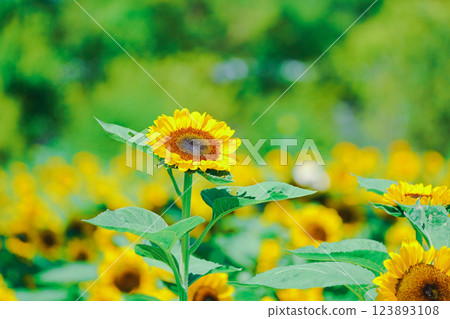 Photographing sunflowers, a symbol of summer, at Nagai Botanical Garden in Higashisumiyoshi Ward, Osaka City 123893108