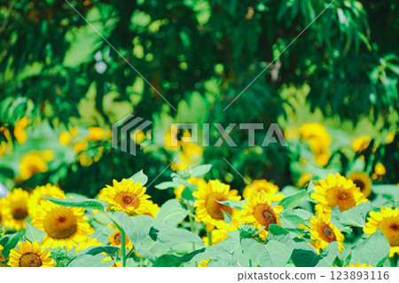 在大阪市東住吉區長居植物園拍攝象徵夏天的向日葵 在大阪市東住吉區長居植物園拍攝象徵夏天的向日葵 123893116