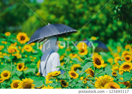 Photographing sunflowers, a symbol of summer, at Nagai Botanical Garden in Higashisumiyoshi Ward, Osaka City 123893117