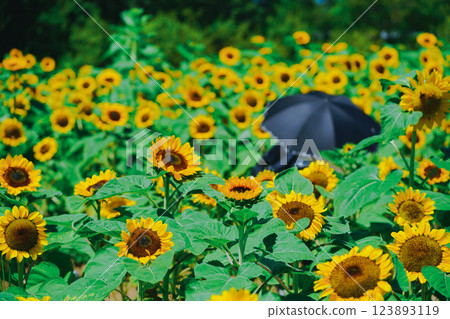 Photographing sunflowers, a symbol of summer, at Nagai Botanical Garden in Higashisumiyoshi Ward, Osaka City 123893119