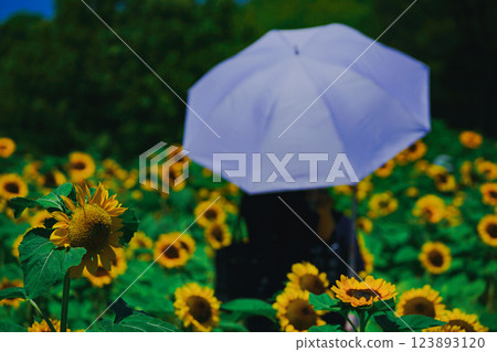 在大阪市東住吉區長居植物園拍攝象徵夏天的向日葵 123893120