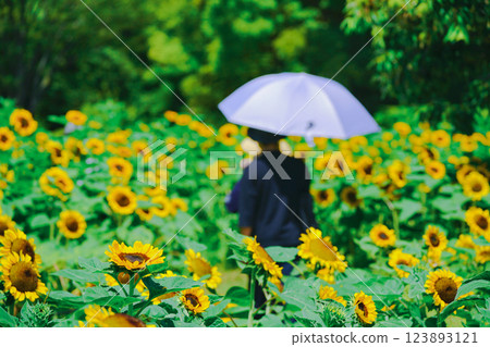 在大阪市東住吉區長居植物園拍攝象徵夏天的向日葵 123893121