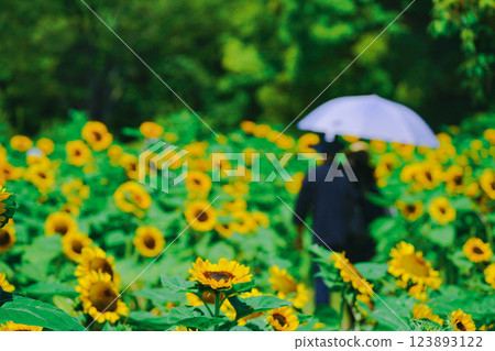 在大阪市東住吉區長居植物園拍攝象徵夏天的向日葵 123893122