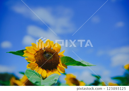 在大阪市東住吉區長居植物園拍攝象徵夏天的向日葵 123893125