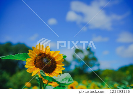 在大阪市東住吉區長居植物園拍攝象徵夏天的向日葵 123893126