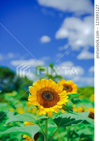 在大阪市東住吉區長居植物園拍攝象徵夏天的向日葵 123893127