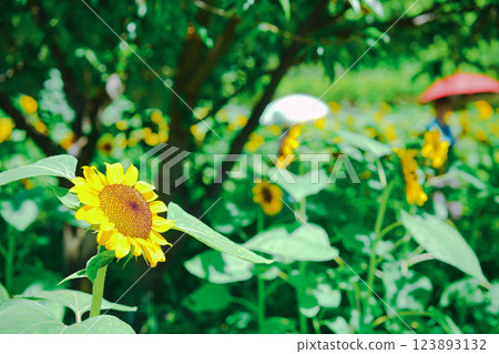 Photographing sunflowers, a symbol of summer, at Nagai Botanical Garden in Higashisumiyoshi Ward, Osaka City 123893132