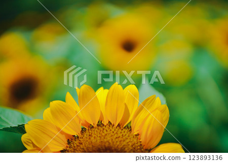 Photographing sunflowers, a symbol of summer, at Nagai Botanical Garden in Higashisumiyoshi Ward, Osaka City 123893136