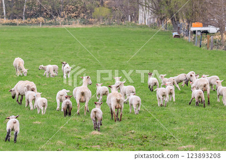 一群羊和它們的孩子回家，北海道佔冠村 [5 月] 123893208