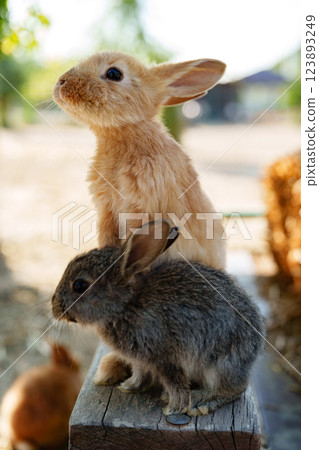 A small brown rabbit curiously explores a wooden bench near hay bales in a sunny farm A small brown rabbit curiously explores a wooden bench near hay bales in a sunny farm 123893249