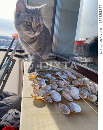 Curious Cat and Shells Display 123893273