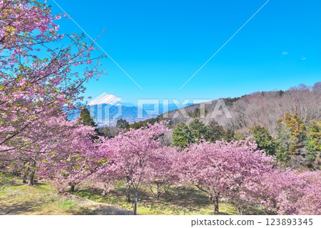 從大井夢之鄉眺望的景色：盛開的河津櫻花和富士山 123893345