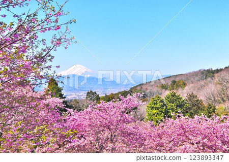 從大井夢之鄉眺望的景色：盛開的河津櫻花和富士山 123893347