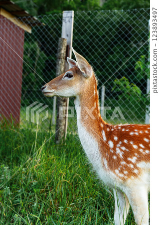 Young deer grazing in lush green grass near wooden fence on sunny day 123893497