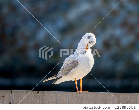 Ulysses up 123893591