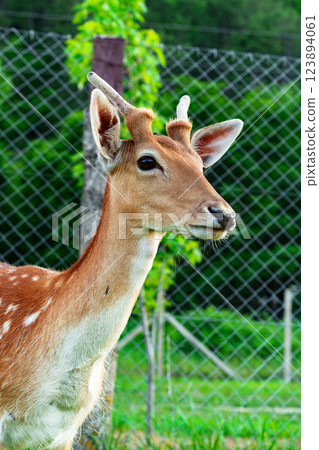 Young deer stands gracefully near a fence in a lush green landscape during daylight Young deer stands gracefully near a fence in a lush green landscape during daylight 123894061