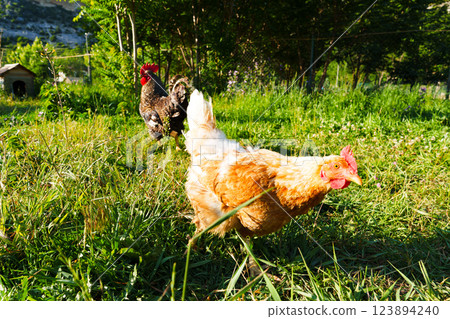 Chickens foraging in a sunny grass field surrounded by trees during a warm afternoon 123894240