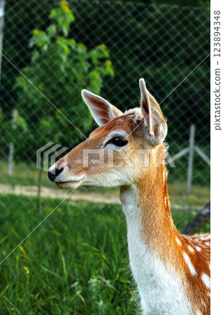 Young deer stands gracefully in a lush green field under a bright sky surrounded by a fence Young deer stands gracefully in a lush green field under a bright sky surrounded by a fence 123894348