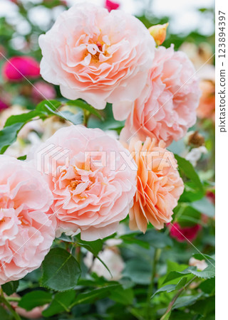 Tender pink roses background. Closeup macro of summer flower. Selective focus. Happy mother day card. Perfume and cosmetics. Blossom of wild roses. Secret garden concept. Tender pink roses background. Closeup macro of summer flower. Selective focus. Happy mother day card. Perfume and cosmetics. Blossom of wild roses. Secret garden concept. 123894397