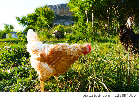 Chicken forages in a green garden with rocky backdrop during daylight hours in a rural setting Chicken forages in a green garden with rocky backdrop during daylight hours in a rural setting 123894399