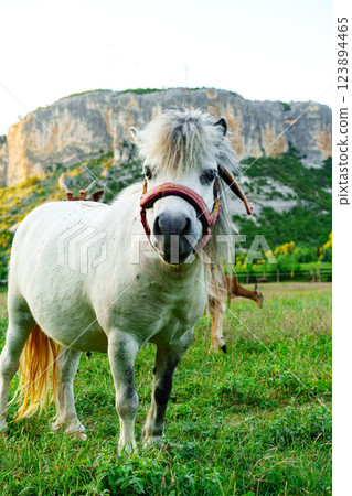 Cute white pony with a long mane standing in a lush green field near a rocky hillside during golden hour Cute white pony with a long mane standing in a lush green field near a rocky hillside during golden hour 123894465