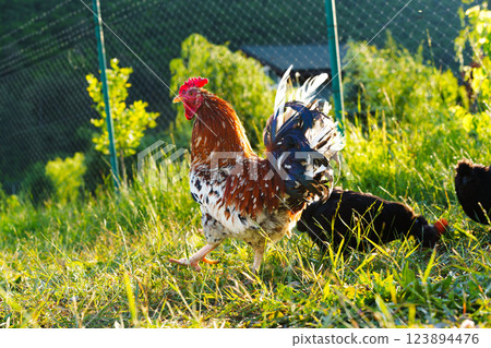 Colorful rooster strutting through green grass in a farmyard setting during late afternoon 123894476