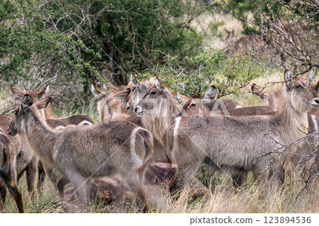 Large group of waterbuck females resting in bushland african savanna Large group of waterbuck females resting in bushland african savanna 123894536