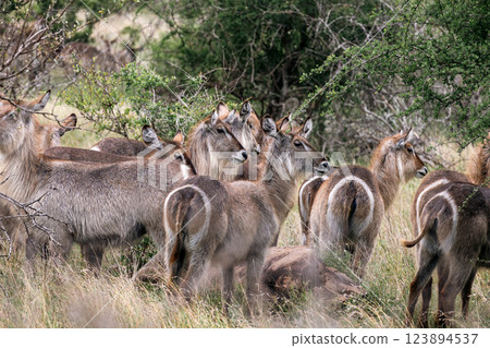 Large group of waterbuck females resting in bushland african savanna Large group of waterbuck females resting in bushland african savanna 123894537