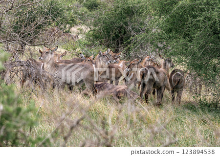 Large group of waterbuck females resting in bushland african savanna Large group of waterbuck females resting in bushland african savanna 123894538