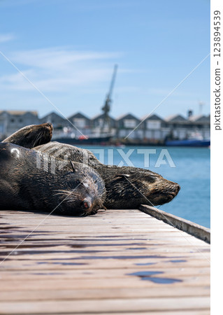 Three Cape fur seal sleeping on the pier Three Cape fur seal sleeping on the pier 123894539