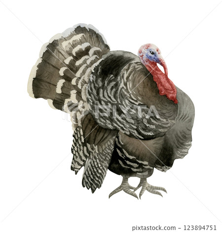 Black brown turkey watercolor illustration isolated on white background. Realistic farm bird for Thanksgiving and fall designs. North American farm animal clipart, domestic male fowl Black brown turkey watercolor illustration isolated on white background. Realistic farm bird for Thanksgiving and fall designs. North American farm animal clipart, domestic male fowl 123894751