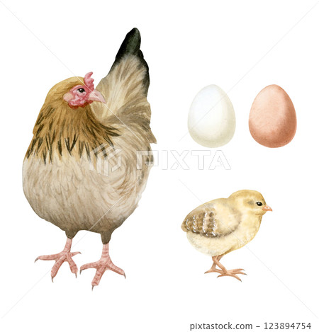 Brown hen with yellow baby chicken and eggs watercolor illustration set isolated on white. Poultry yard birds and chicks for farm animals designs. Realistic fowl clipart for organic products Brown hen with yellow baby chicken and eggs watercolor illustration set isolated on white. Poultry yard birds and chicks for farm animals designs. Realistic fowl clipart for organic products 123894754